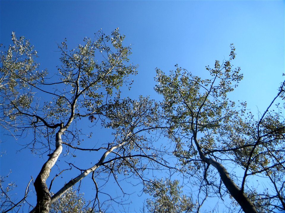 Zitterpappel (Populus tremula) am Hockenheimer Baggersee in der Schwetzinger Hardt