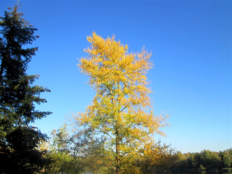 Zitterpappel (Populus tremula) am Hockenheimer Baggersee in der Schwetzinger Hardt