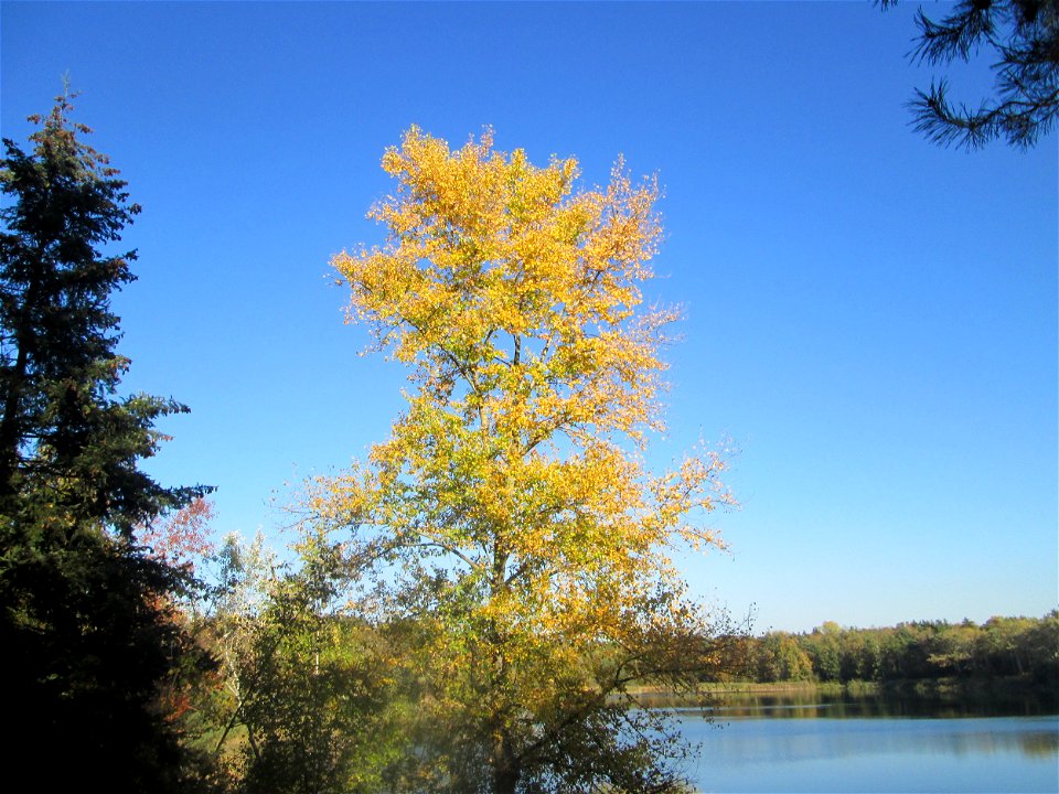 Zitterpappel (Populus tremula) am Hockenheimer Baggersee in der Schwetzinger Hardt