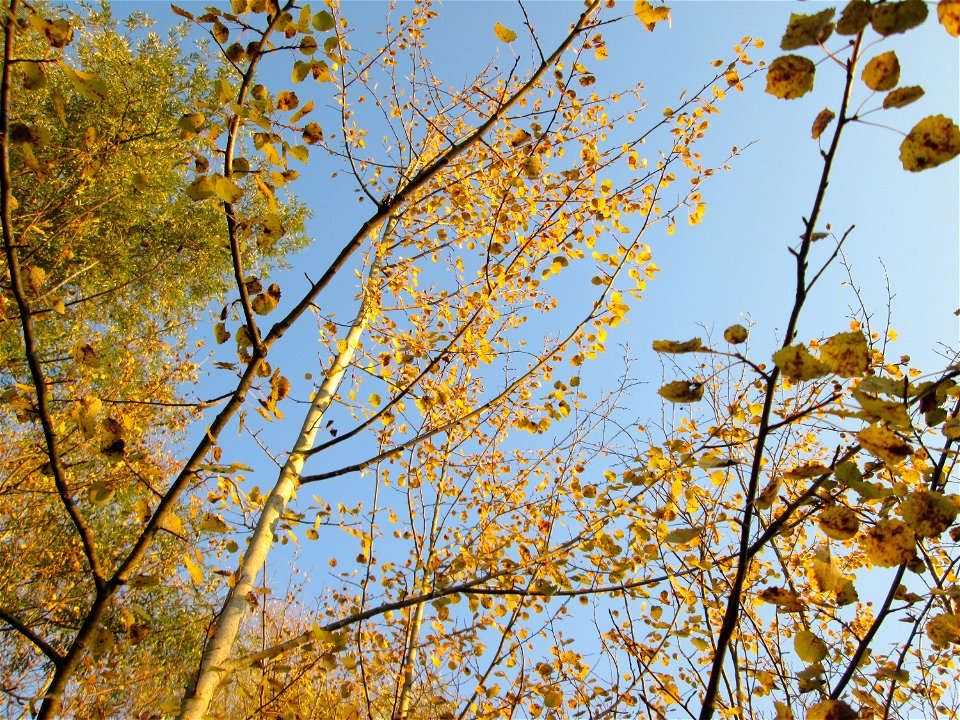 Zitterpappel (Populus tremula) am Osthafen in Saarbrücken