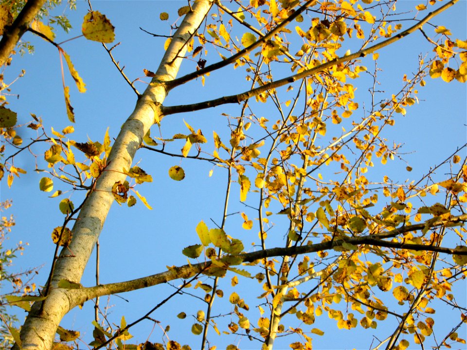 Zitterpappel (Populus tremula) am Osthafen in Saarbrücken