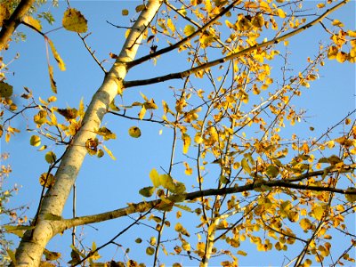 Zitterpappel (Populus tremula) am Osthafen in Saarbrücken