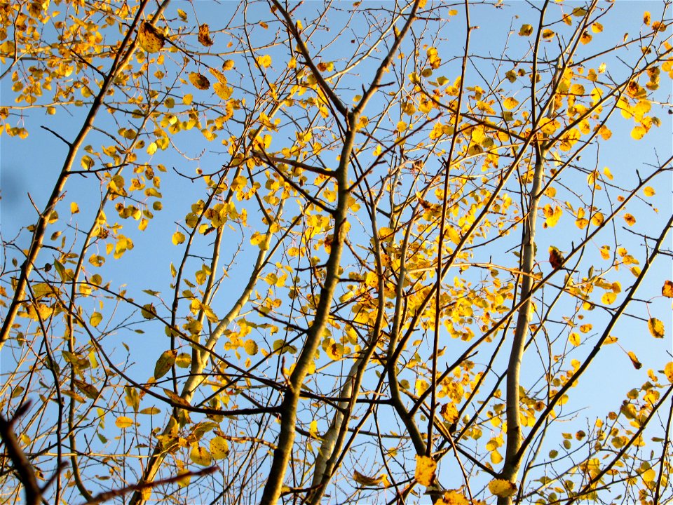 Zitterpappel (Populus tremula) am Osthafen in Saarbrücken