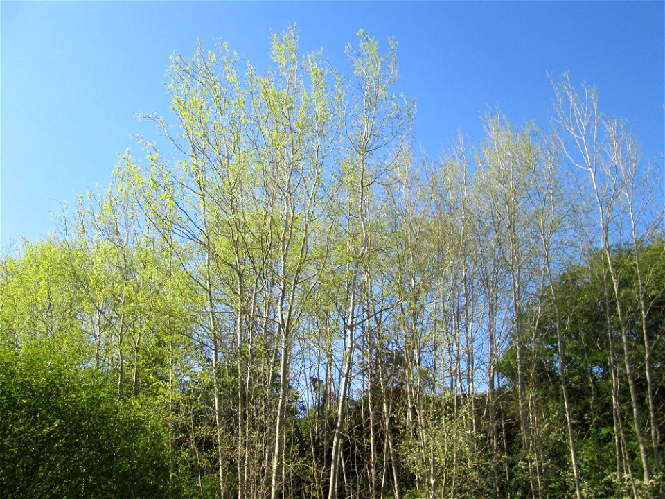 Zitterpappel (Populus tremula) im Güdinger Allmet