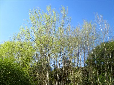 Zitterpappel (Populus tremula) im Güdinger Allmet