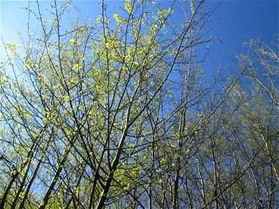 Zitterpappel (Populus tremula) im Güdinger Allmet