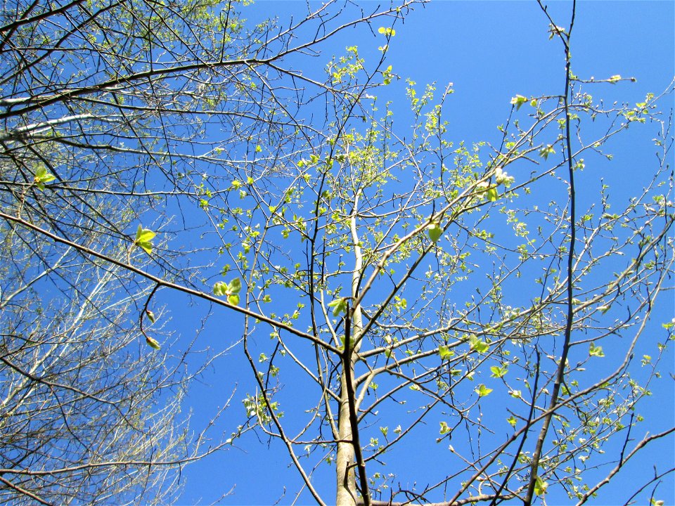 Zitterpappel (Populus tremula) im Güdinger Allmet