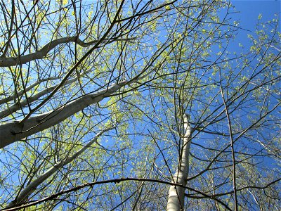 Zitterpappel (Populus tremula) im Güdinger Allmet