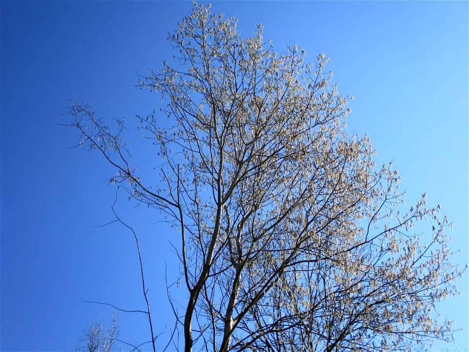 Zitterpappel (Populus tremula) an der Saar im Naturschutzgebiet "St. Arnualer Wiesen"