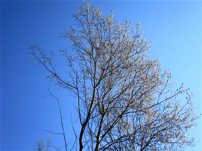 Zitterpappel (Populus tremula) an der Saar im Naturschutzgebiet "St. Arnualer Wiesen"