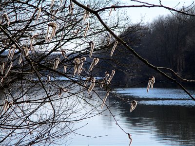 Zitterpappel (Populus tremula) an der Saar im Naturschutzgebiet "St. Arnualer Wiesen"