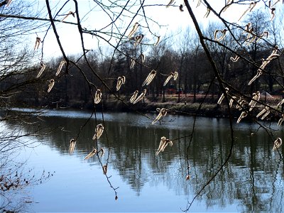 Zitterpappel (Populus tremula) an der Saar im Naturschutzgebiet "St. Arnualer Wiesen"