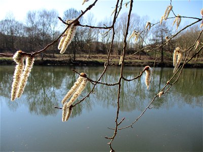 Zitterpappel (Populus tremula) an der Saar im Naturschutzgebiet "St. Arnualer Wiesen"