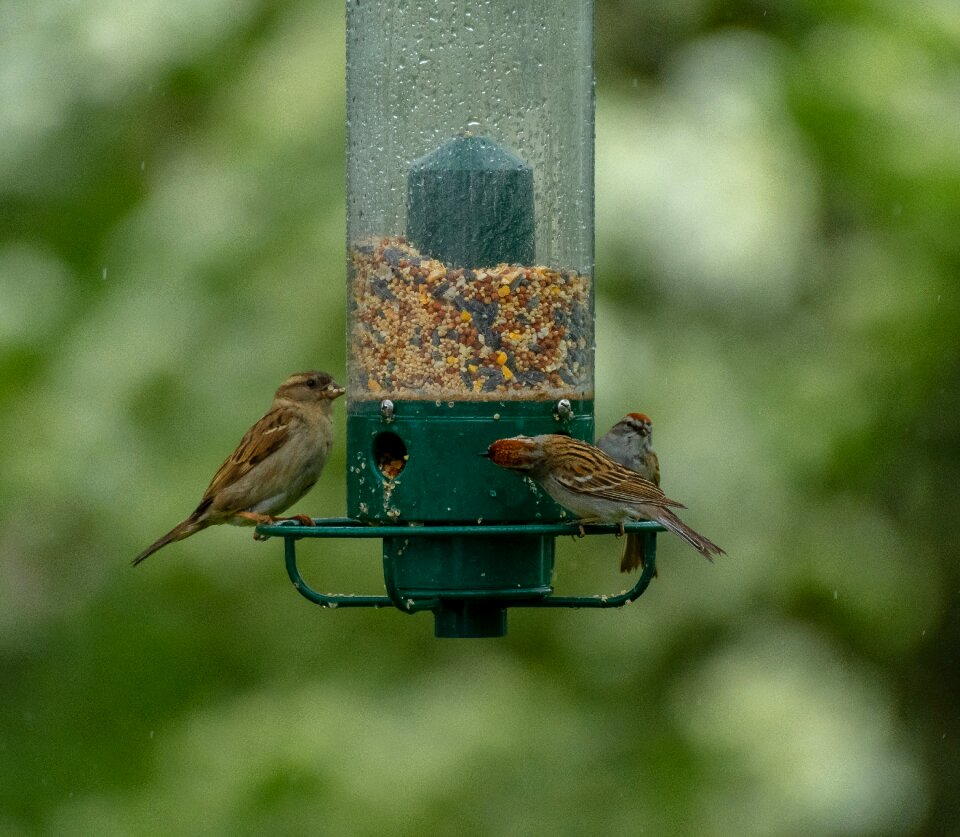 Wildlife animal food
