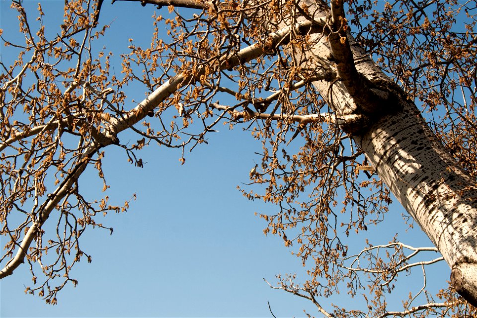 Blossoming populus tremula in Visegrád