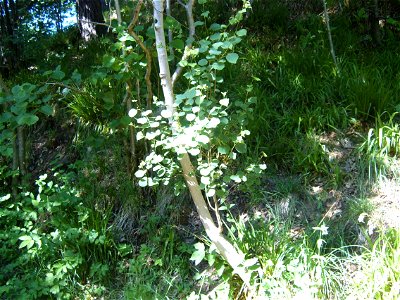 Cleghorn Glen - young Aspen tree photo