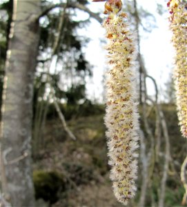 Catkin of Populus tremula photo