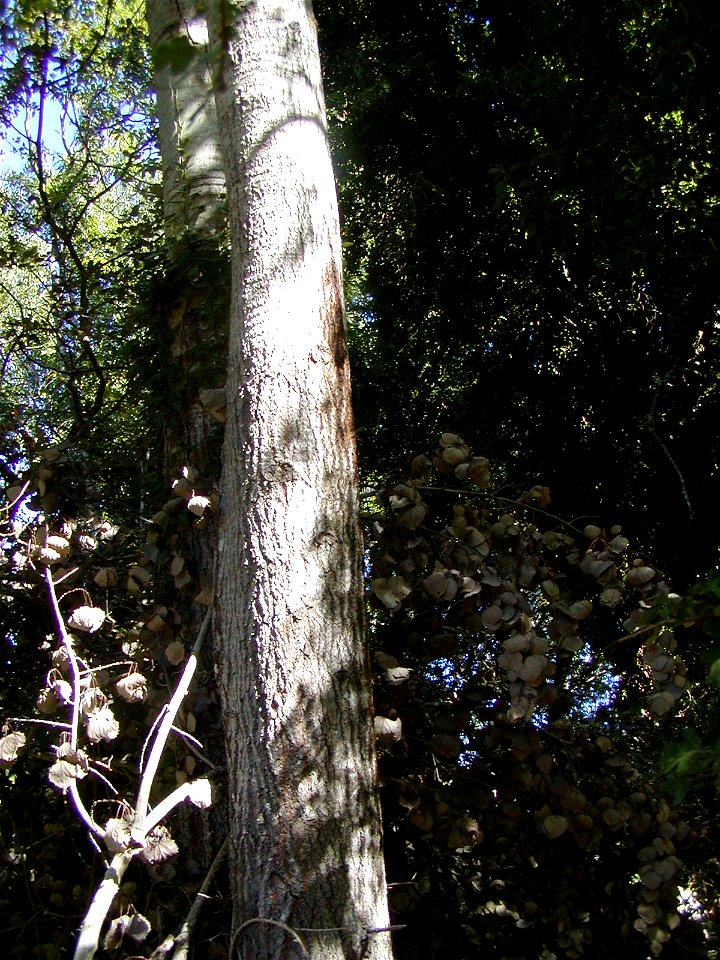 Populus tremula (not P. alba as filename states)