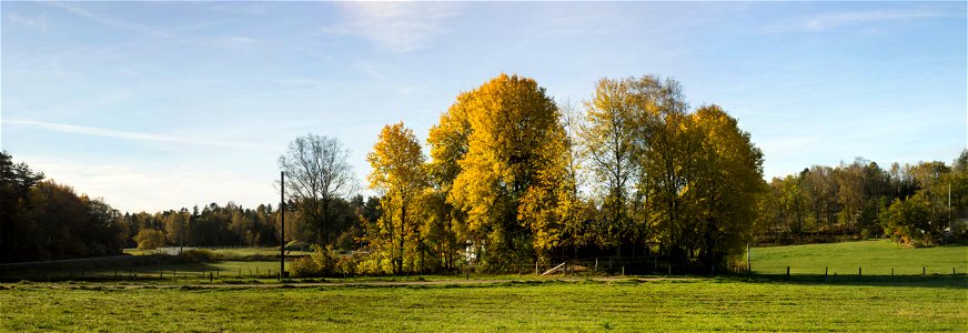 Aspen (Populus tremula) grove at Slätten, Öhed, Brastad, Sweden. photo