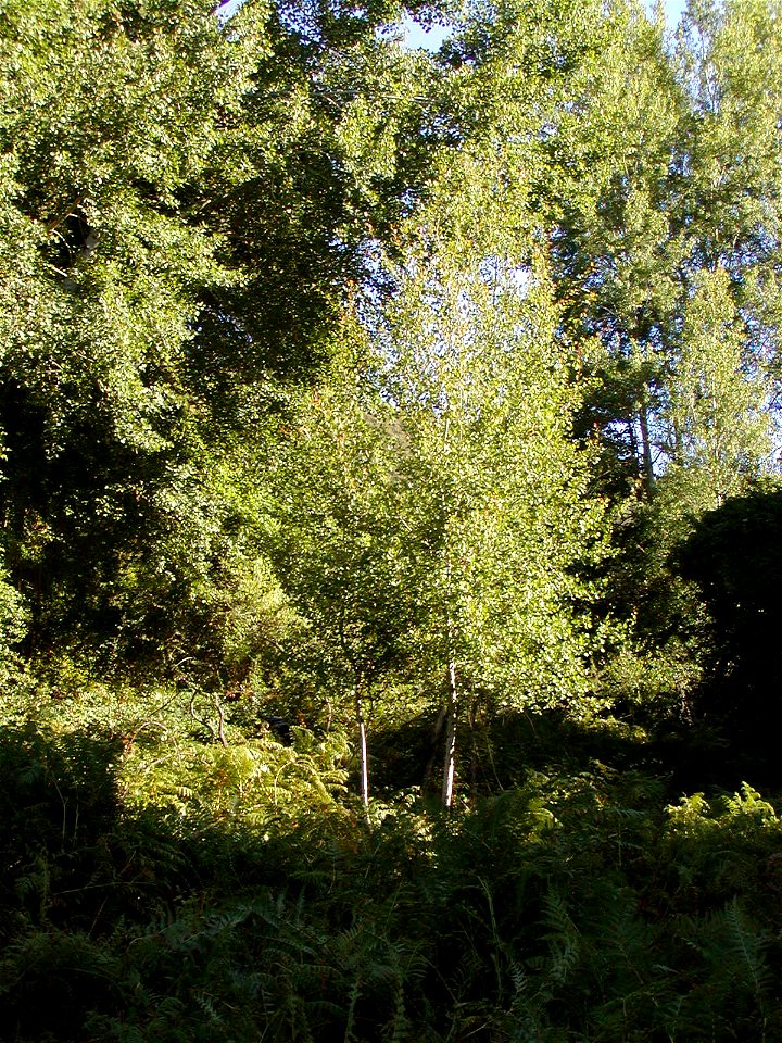 Populus tremula (not P. alba as filename states)
