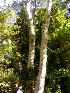 Populus tremula (not P. alba as filename states) photo