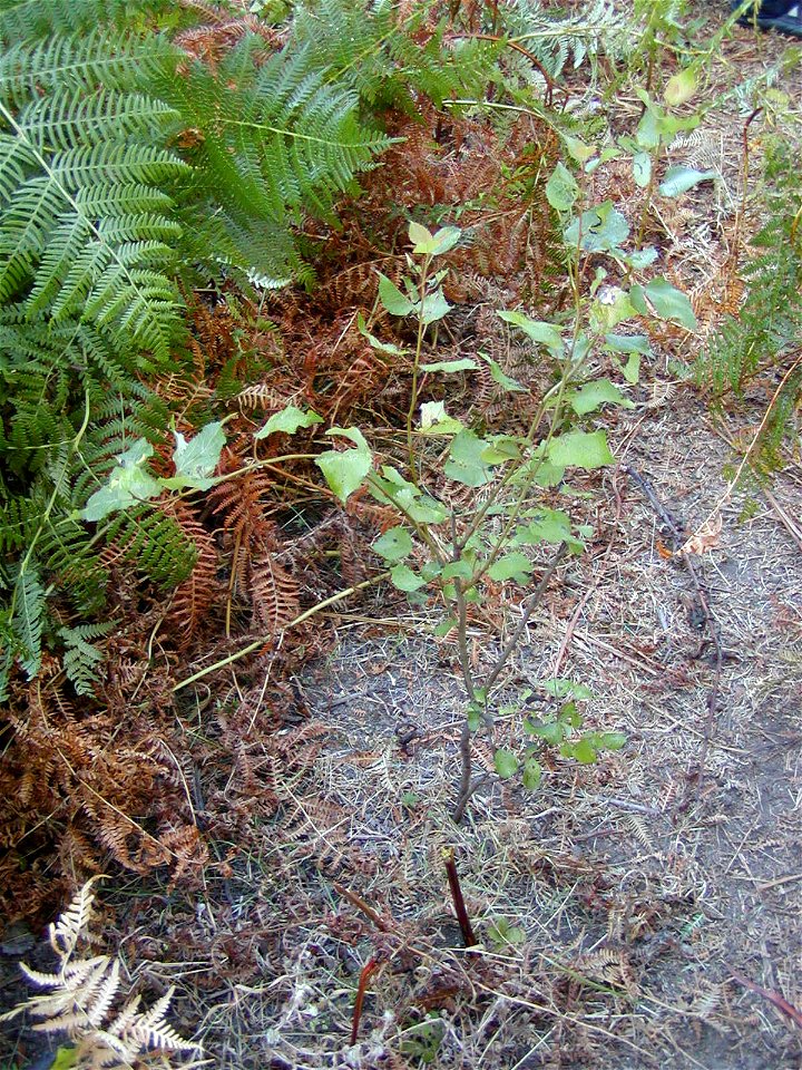Populus tremula sapling (not P. alba as filename states)
