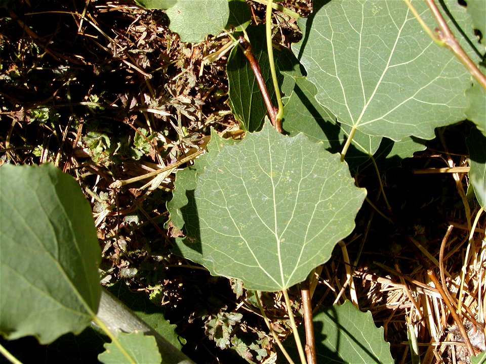 Populus tremula (not P. alba as filename states)
