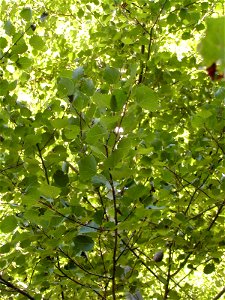 Populus tremula (not P. alba as filename states) photo