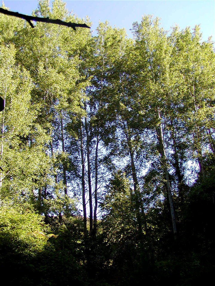 Populus tremula (not P. alba as filename states)