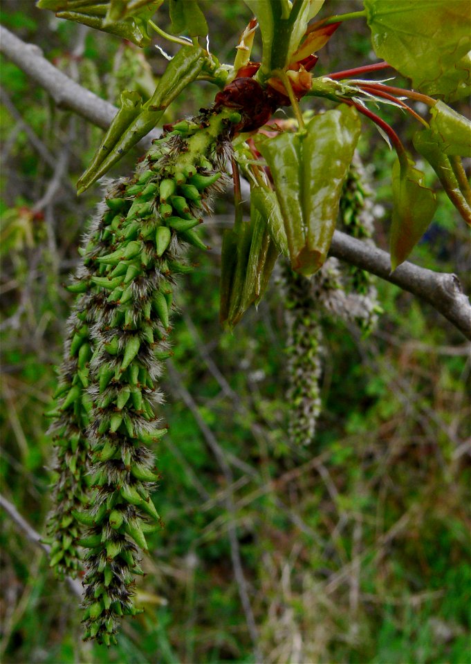 Populus tremula, female catkins, Gerlingen, Germany