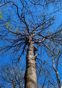 Sunlit top of a bare aspen (Populus tremula) interlaced with goat willow (Salix caprea), rowan (Sorbus aucuparia) and oak (Quercus) in Gullmarsskogen nature reserve, Lysekil Municipality, Sweden. photo