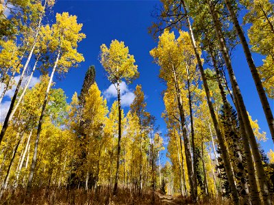 Low-vantage viewpoint of aspen trees shooting into the sky, yellow trees against bright blue sky photo