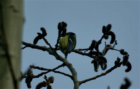 Лазоревка обыкновенная (Cyanistes caeruleus) питается соцветиями (серёжками) осины (Populus tremula). Фото сделано около Ростова-на-Дону, на берегу Гребного канала.