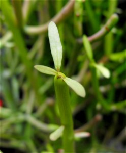 A picture of Euphorbia tirucalli 'Sticks-on-fire'
