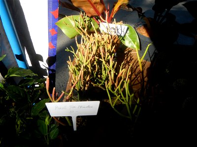 Minasa Festival Exhibits - 2019 Day 2 January 14, at the Municipal Hall Compound featuring display of Bustos products Barangay Poblacion 14°57'20"N 120°54'34"E, Bustos, Bulacan (Note: Judge Florentino