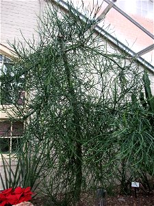 A photograph of Euphorbia tirucalli.
