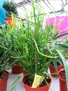 Euphorbia tirucalli stramineus in a garden centre in France. Identified by botanic commercial label.