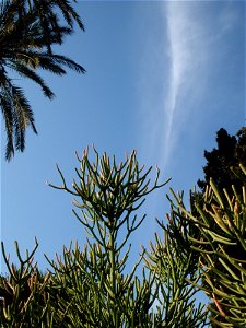 Euphorbia tirucalli in corso Europa a Bordighera
