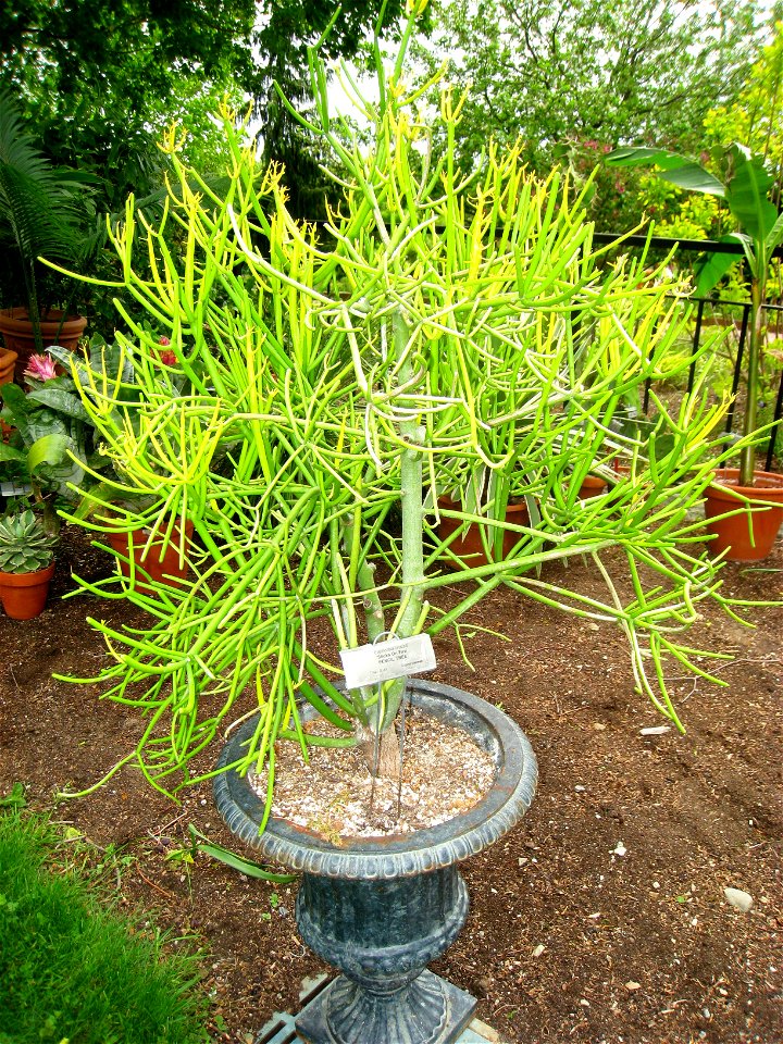 Euphorbia tirucalli, in the Tower Hill Botanic Garden, Boylston, Massachusetts, USA.