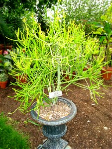 Euphorbia tirucalli, in the Tower Hill Botanic Garden, Boylston, Massachusetts, USA.