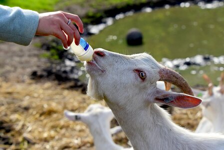 Young bottle feeding goat milk photo