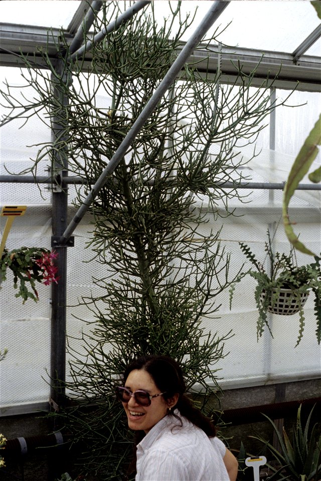 Euphorbia tirucalli at University of Toronto Botany greenhouse with Rochelle Eisen.
