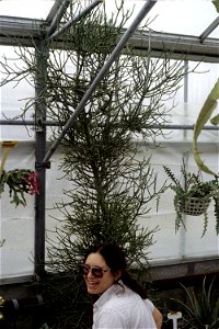 Euphorbia tirucalli at University of Toronto Botany greenhouse with Rochelle Eisen.