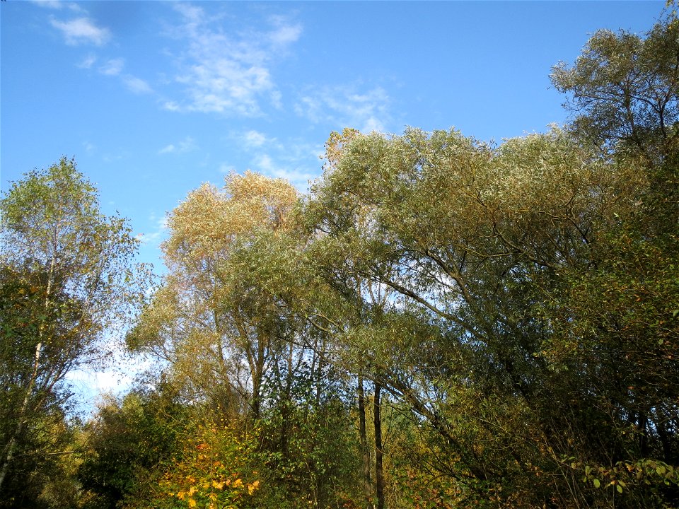 Silberweide (Salix alba) im Naturschutzgebiet St. Arnualer Wiesen