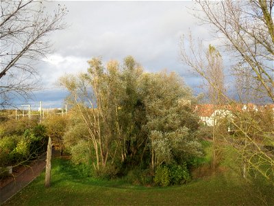 Silberweide (Salix alba) im Landesgartenschaupark Hockenheim