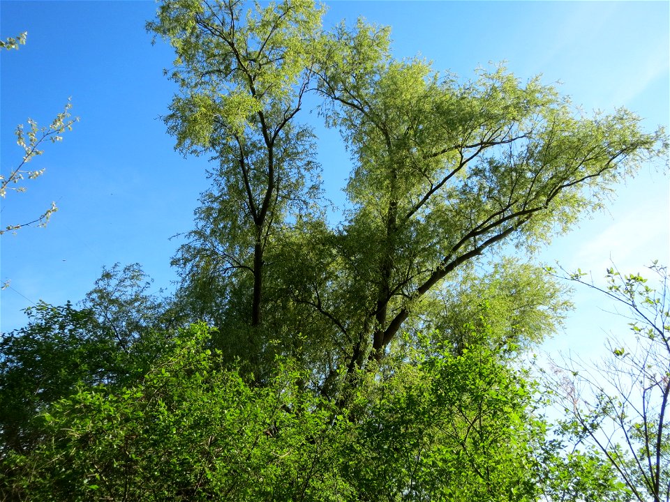 Silberweide (Salix alba) am Erlichsee bei Oberhausen-Rheinhausen
