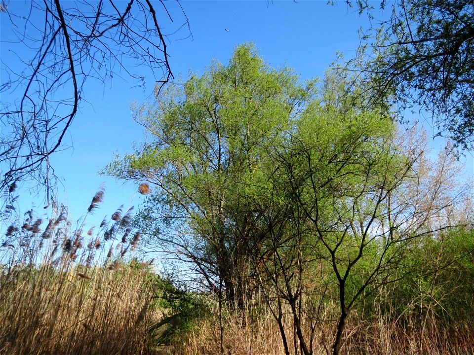 Silberweide (Salix alba) am Erlichsee bei Oberhausen-Rheinhausen