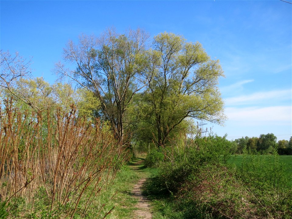Silberweide (Salix alba) am Erlichsee bei Oberhausen-Rheinhausen