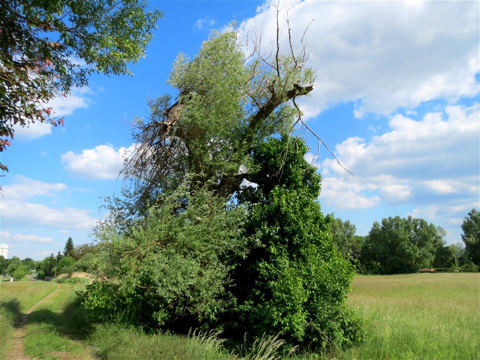 Silberweide (Salix alba) im Naturschutzgebiet Bachwiesen/Leopoldswiesen im Hockenheimer Rheinbogen
