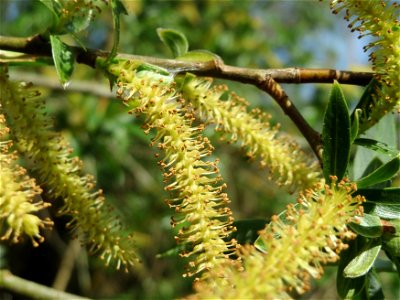 Silberweide (Salix alba) im Schwetzinger Hardt